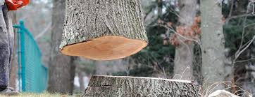 How Our Tree Care Process Works  in  Reedsburg, WI